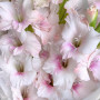 Букет из 9 розовых гладиолусов фото 4