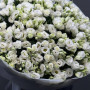 Букет из 101 белой эустомы фото 3