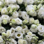 Букет из 101 белой эустомы фото 2